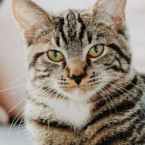 Meet your Posher, Joyce